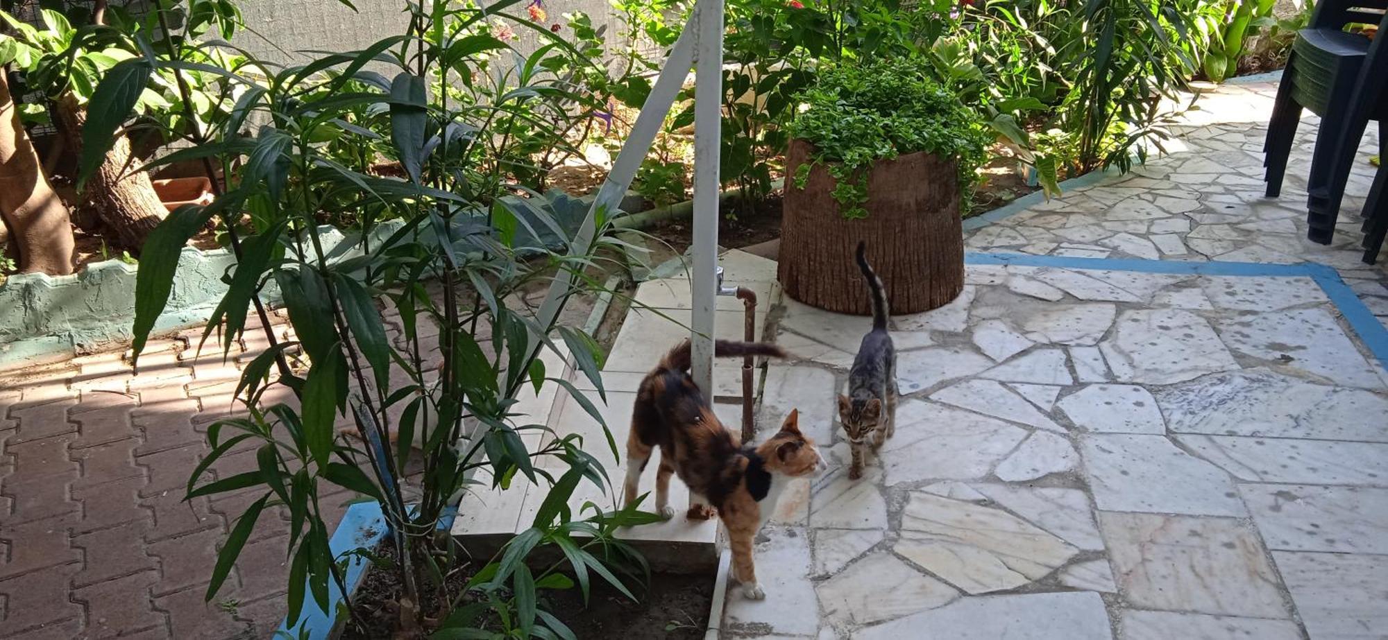 Samos Apart Pension Guzelcamlı Εξωτερικό φωτογραφία