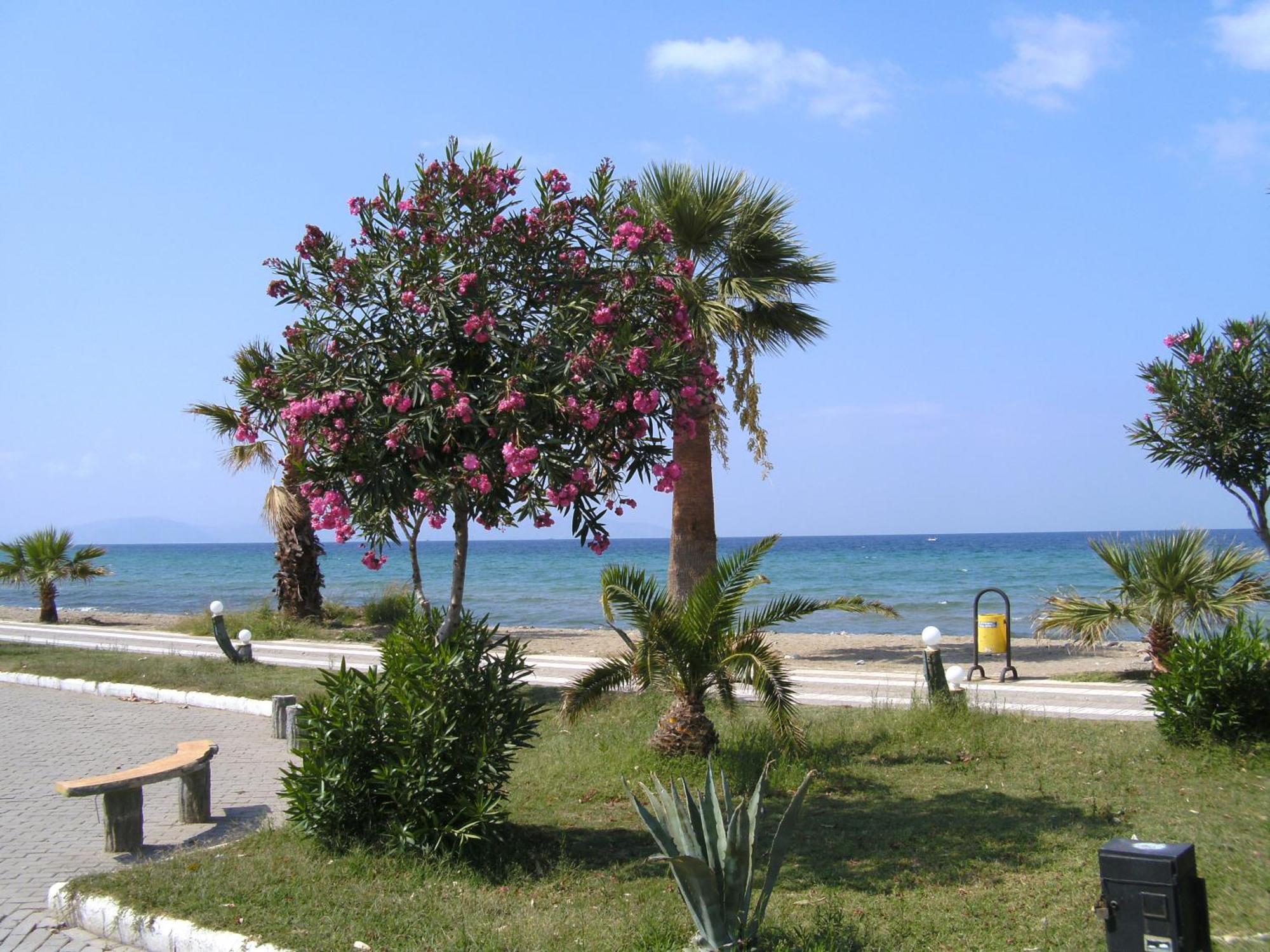 Samos Apart Pension Guzelcamlı Εξωτερικό φωτογραφία