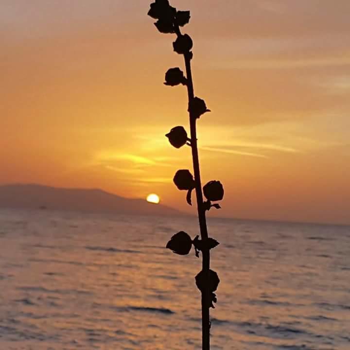 Samos Apart Pension Guzelcamlı Εξωτερικό φωτογραφία